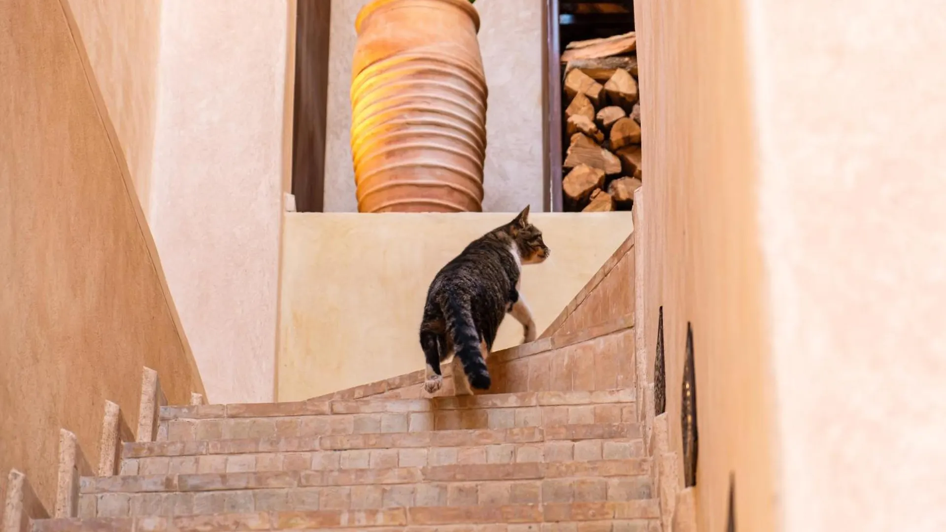 Rare Riad 29 Exclusif Swiming Pool And Breakfast Marrakesh