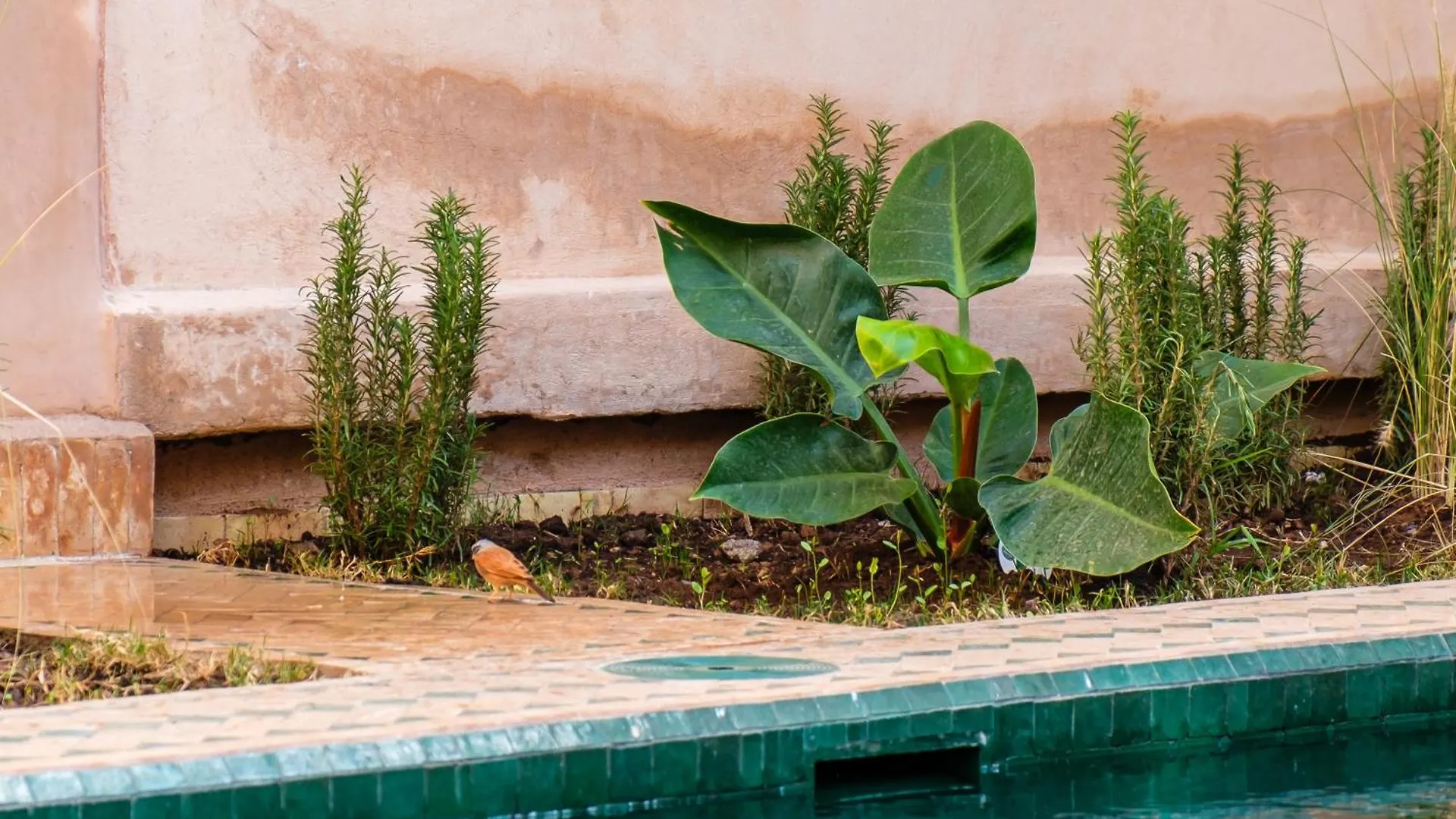 Rare Riad 29 Exclusif Swiming Pool And Breakfast Marrakesh Morocco